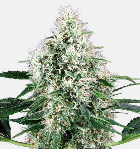 Sensi White Label - Pure Power Plant Auto